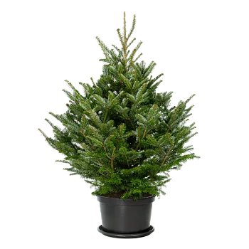 Jodła Frasera doniczkowa 125-175 cm